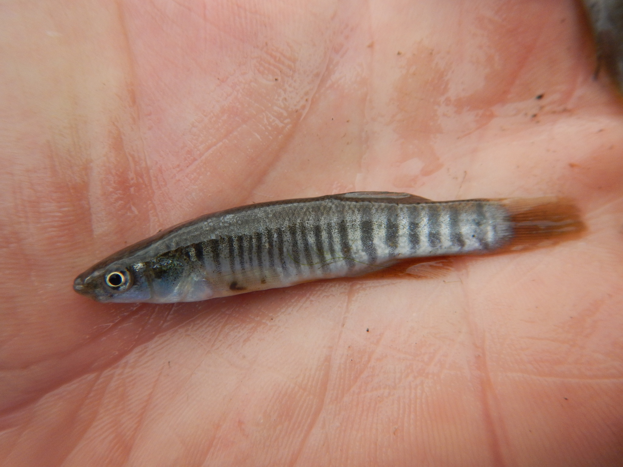 image of fundulus zebrinus \(plains killifish\)