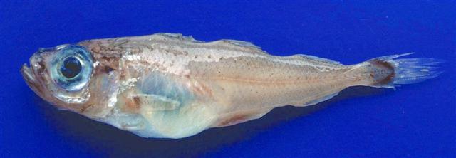 image of gadiculus argenteus \(silvery pout\)