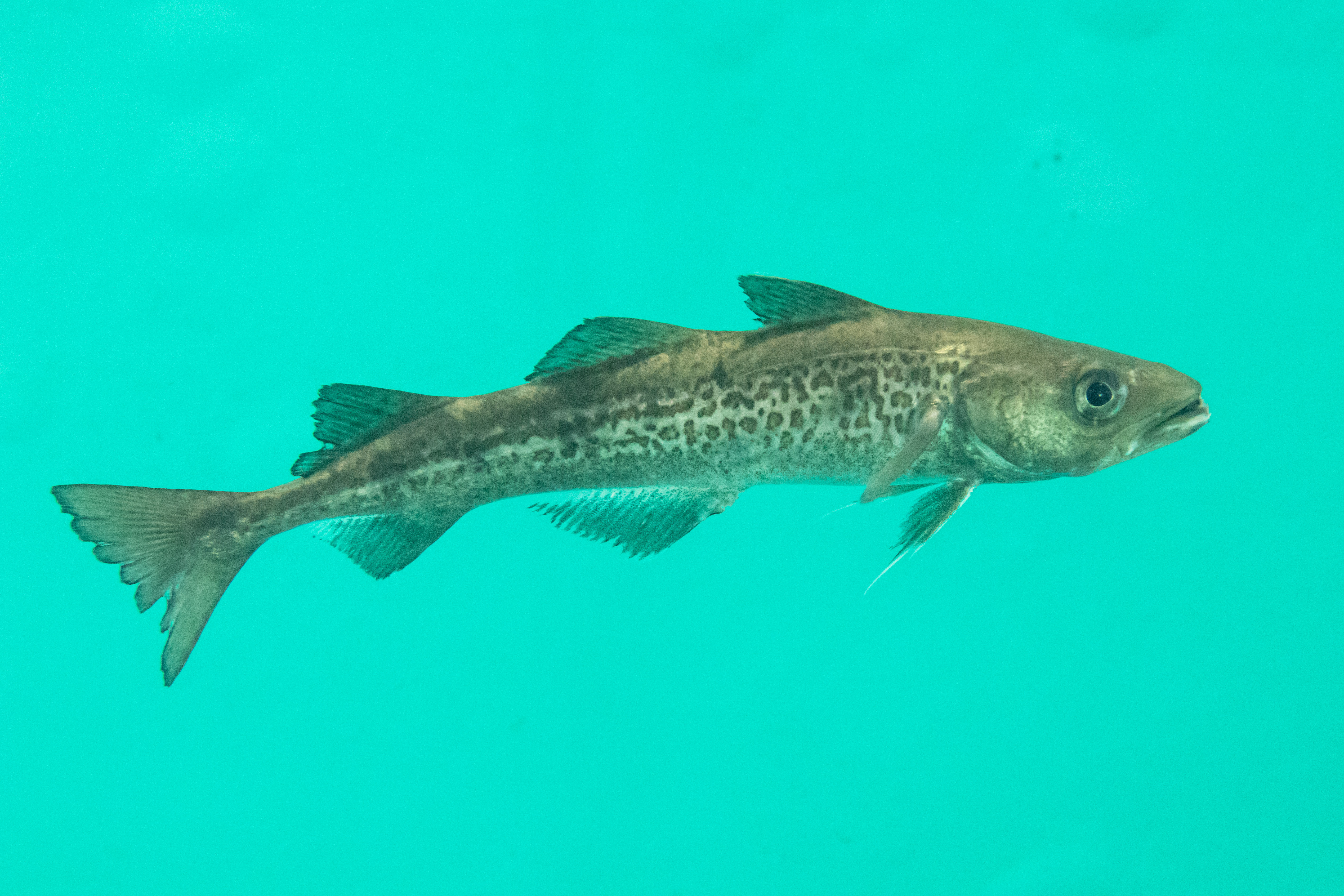 image of gadus chalcogrammus \(alaska pollock\)