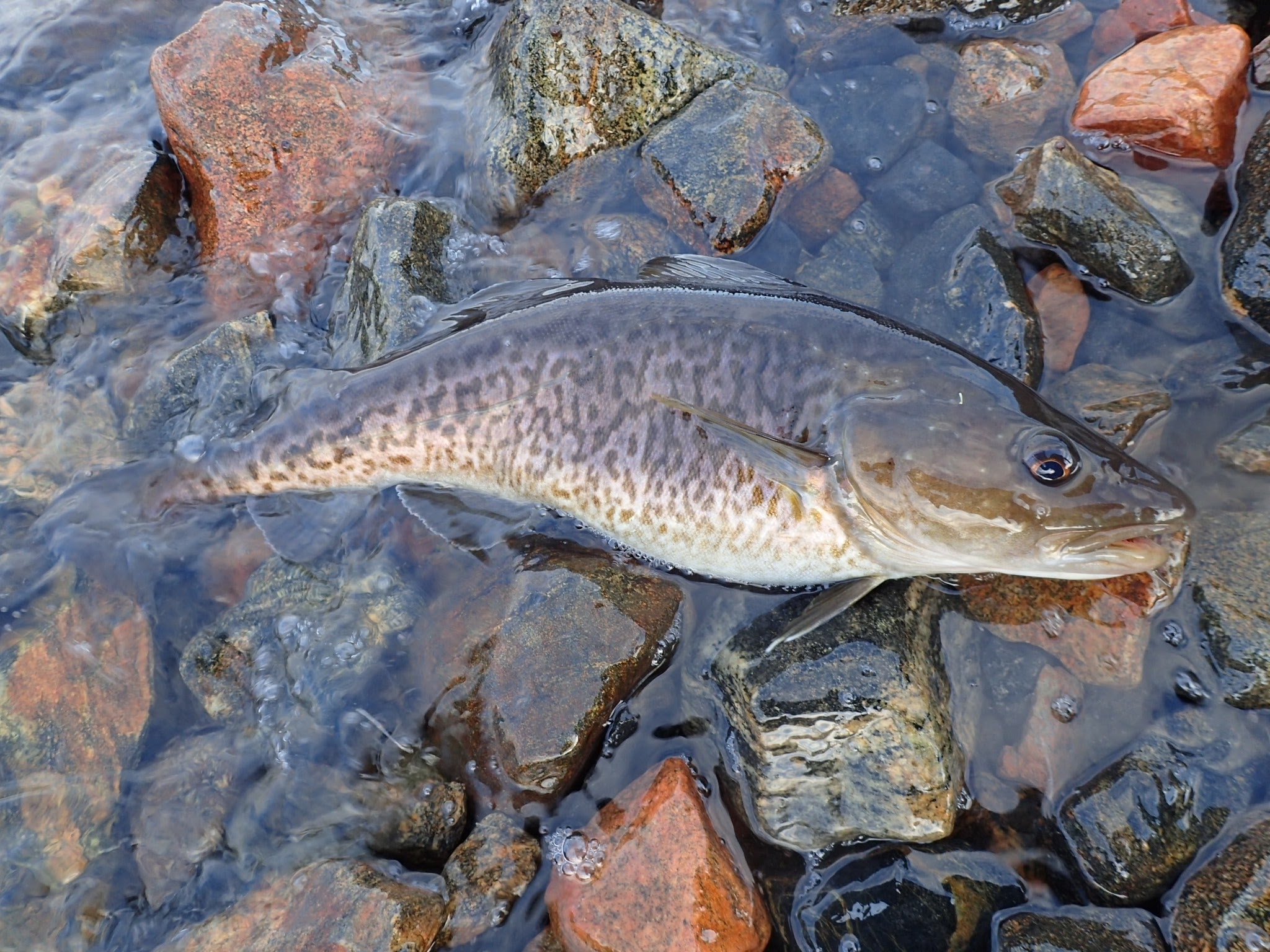 image of gadus macrocephalus \(pacific cod\)