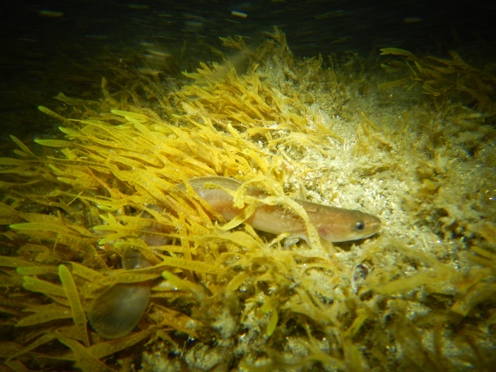 image of gaidropsarus mediterraneus \(shore rockling\)