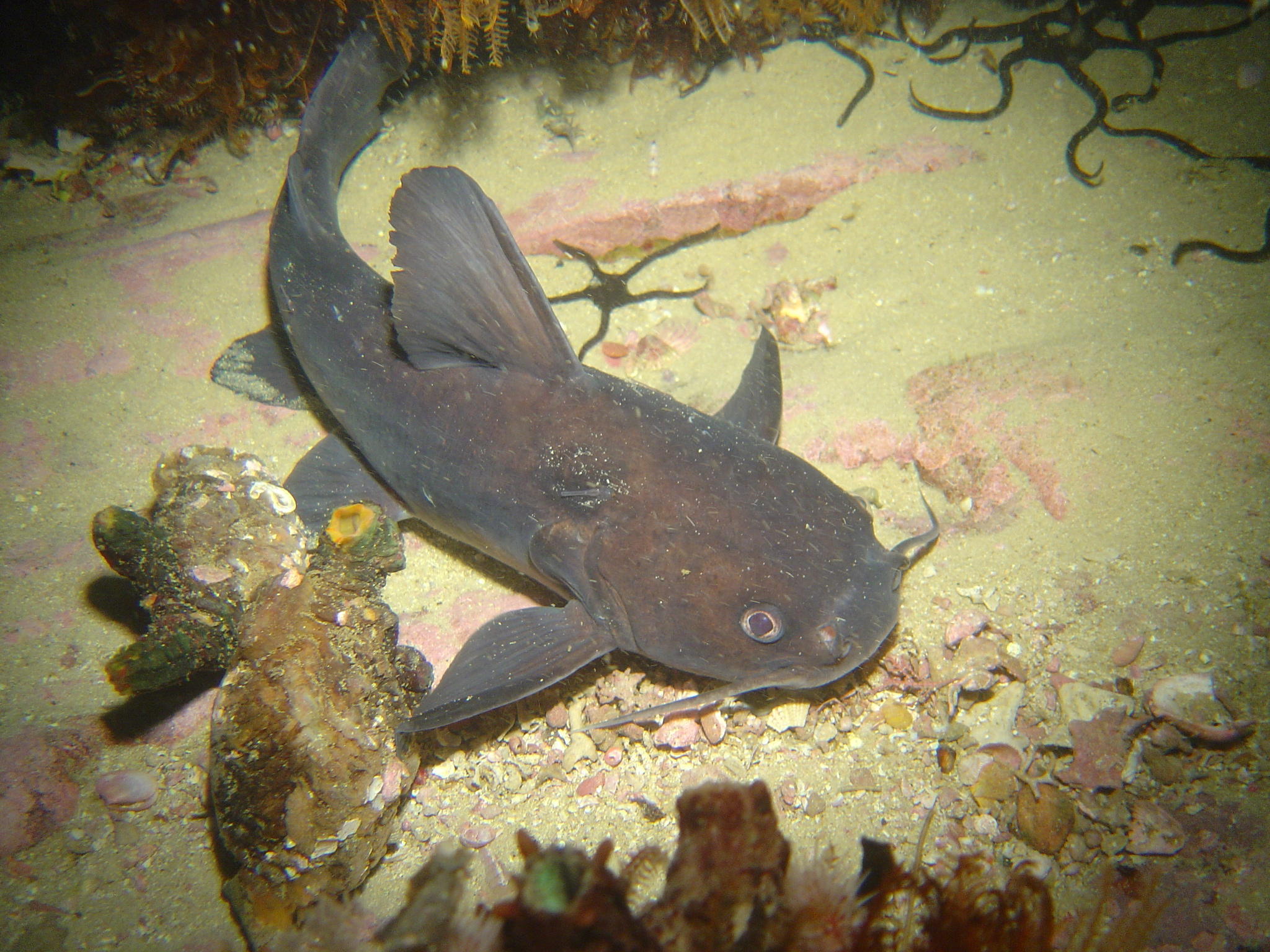 image of galeichthys feliceps \(white barbel\)