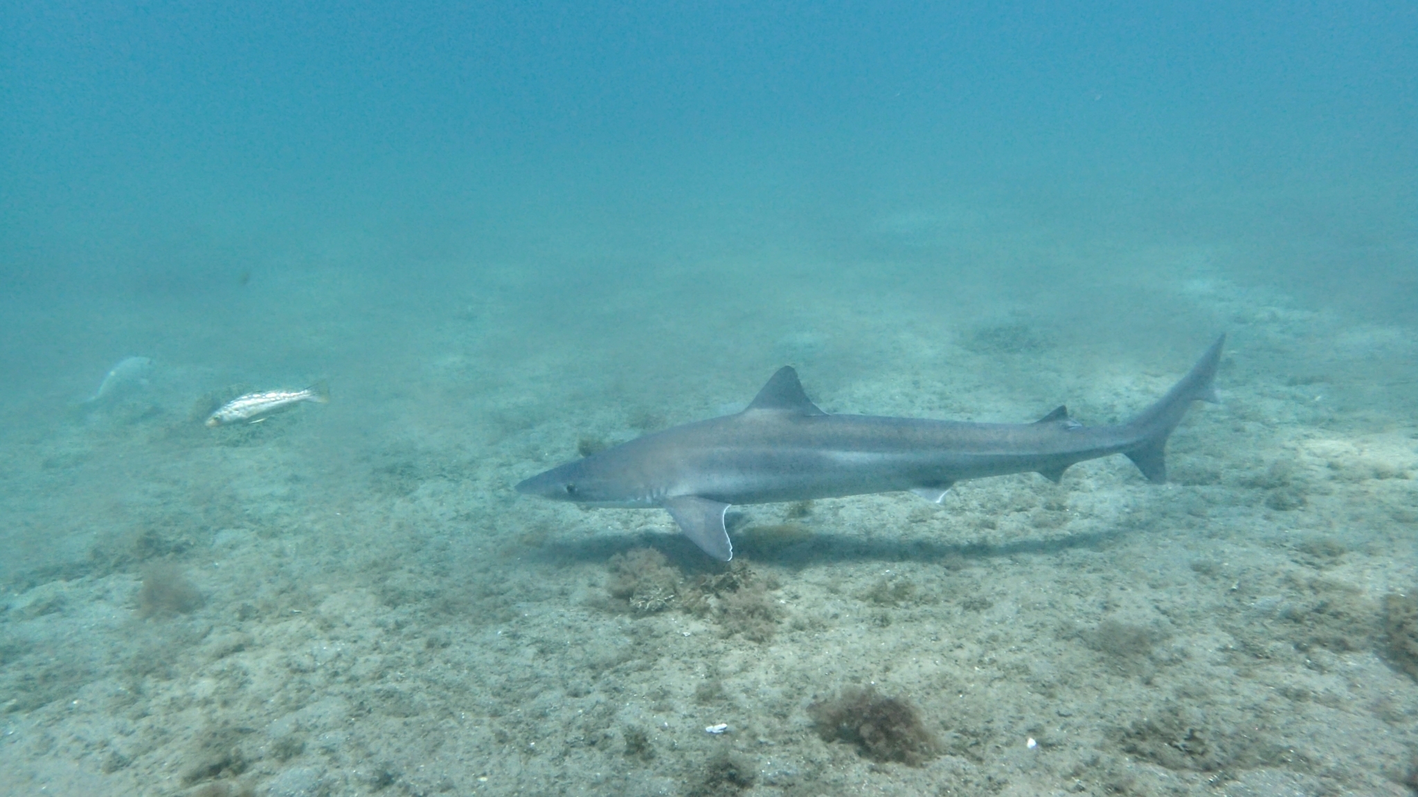 image of galeorhinus galeus \(tope shark\)