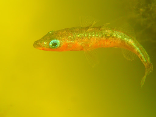 image of gasterosteus aculeatus \(three-spined stickleback\)