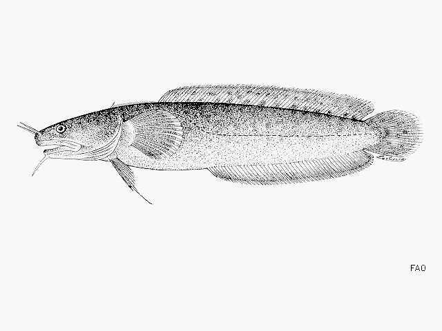 image of gaidropsarus vulgaris \(three-bearded rockling\)