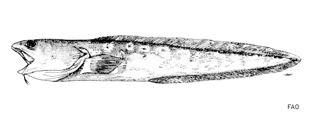 image of genypterus chilensis \(red cusk-eel\)