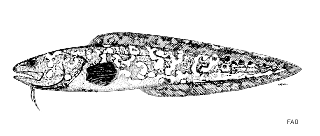 image of genypterus maculatus \(black cusk-eel\)