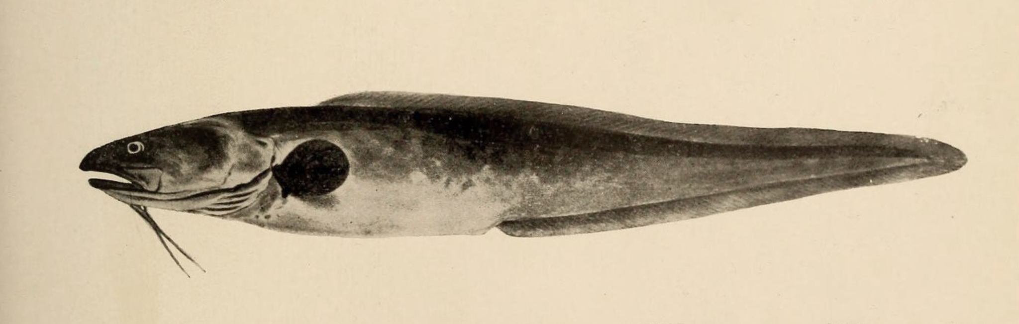 image of genypterus capensis \(kingklip\)