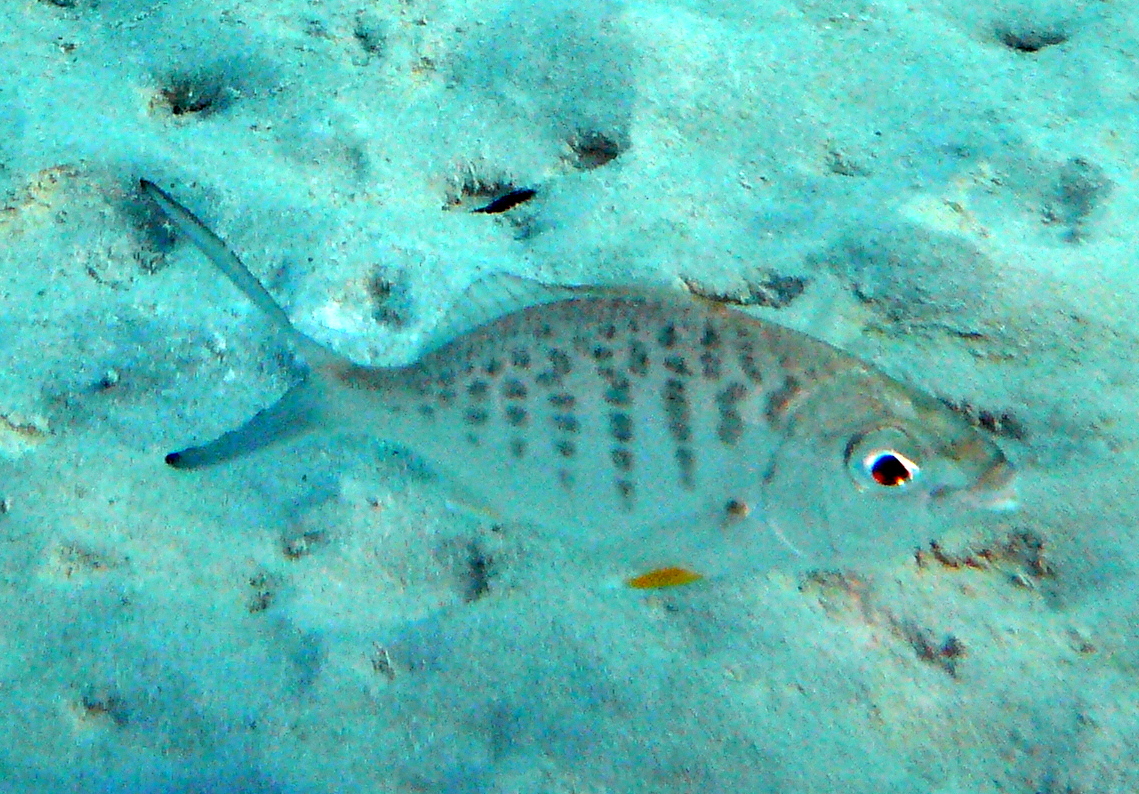 image of gerres cinereus \(yellow fin mojarra\)