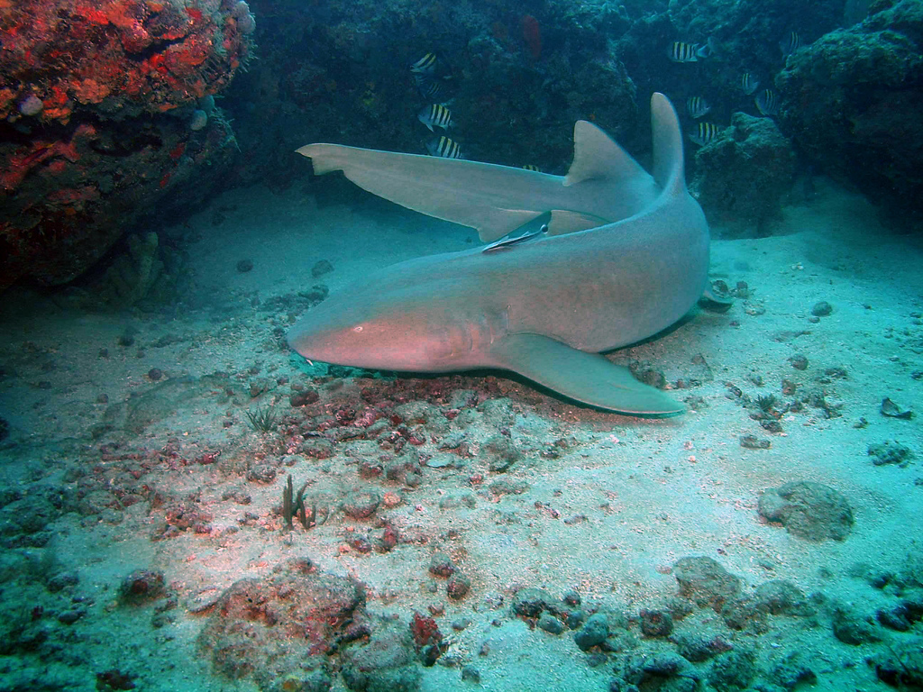 image of ginglymostoma cirratum \(nurse shark\)