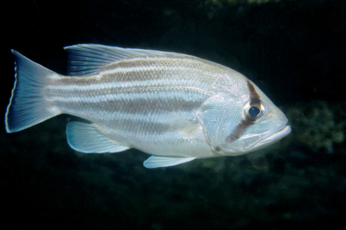 image of glaucosoma hebraicum \(west australian dhufish\)