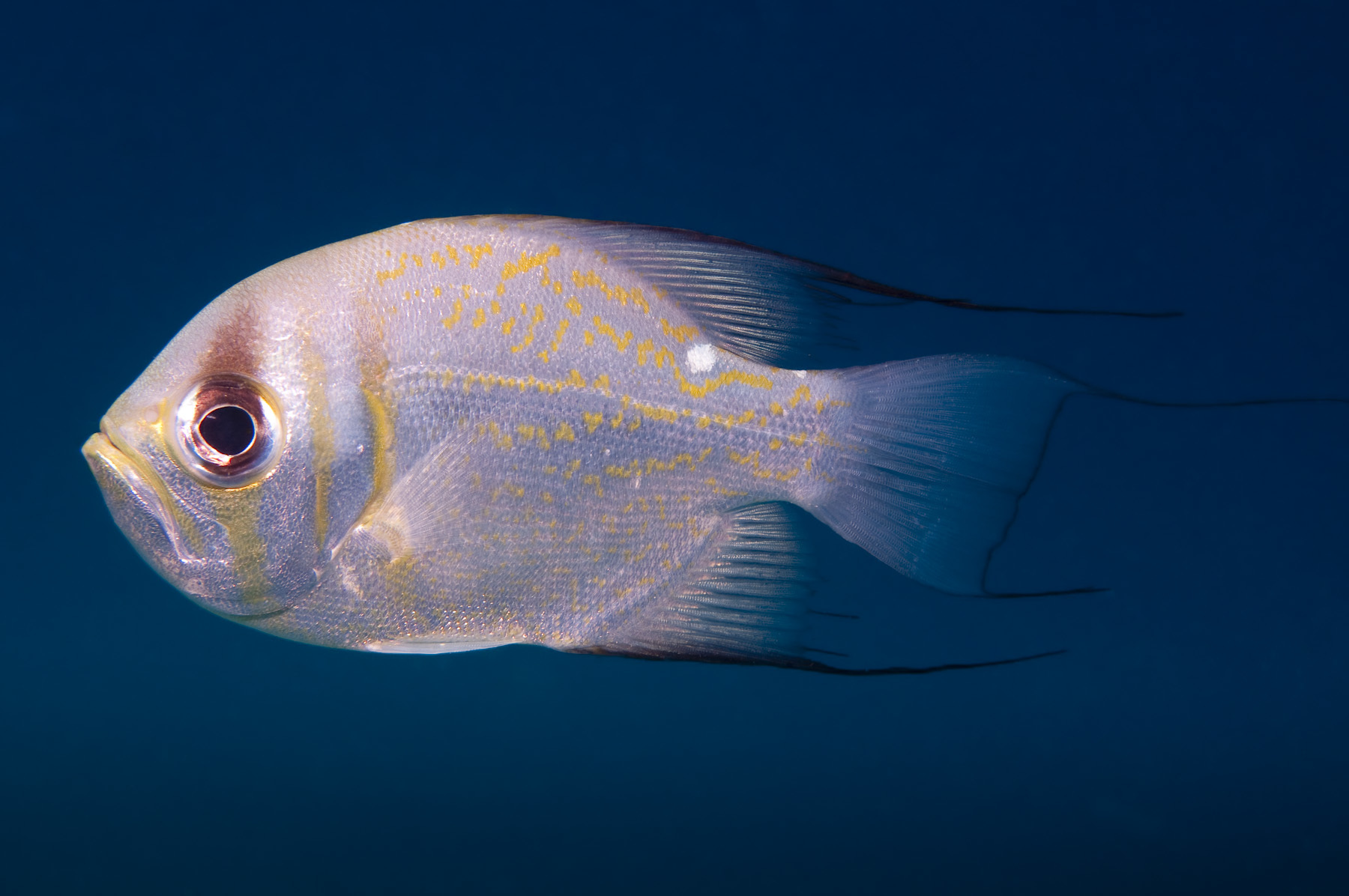 image of glaucosoma magnificum \(threadfin pearl-perch\)