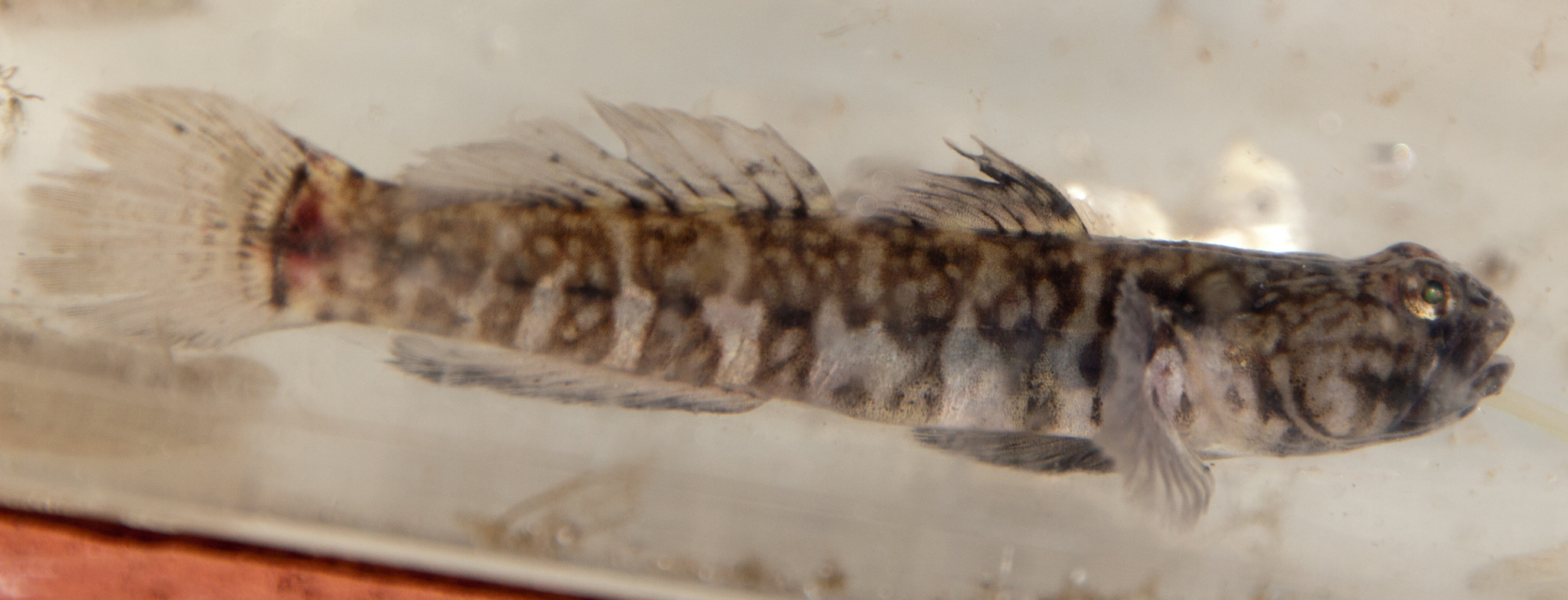 image of gobiosoma bosc \(naked goby\)