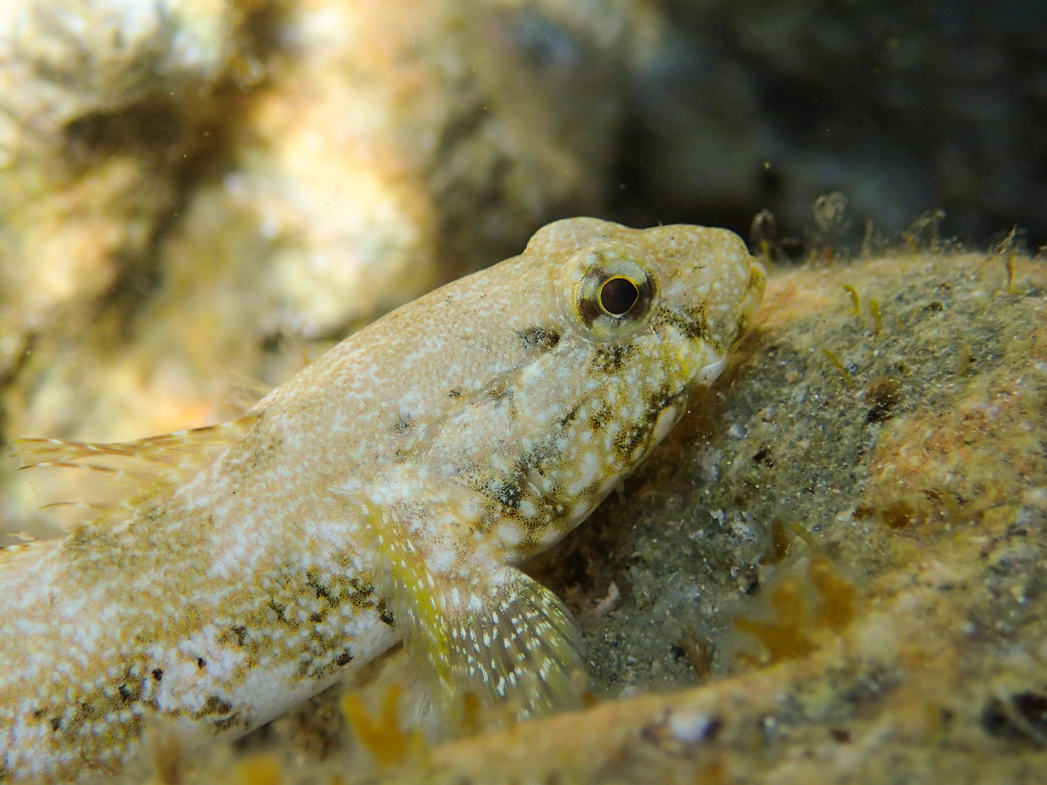 image of gobius cobitis \(giant goby\)