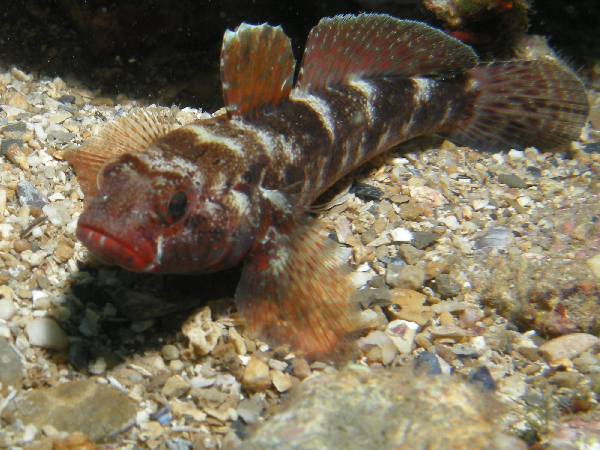 image of gobius cruentatus \(red-mouthed goby\)