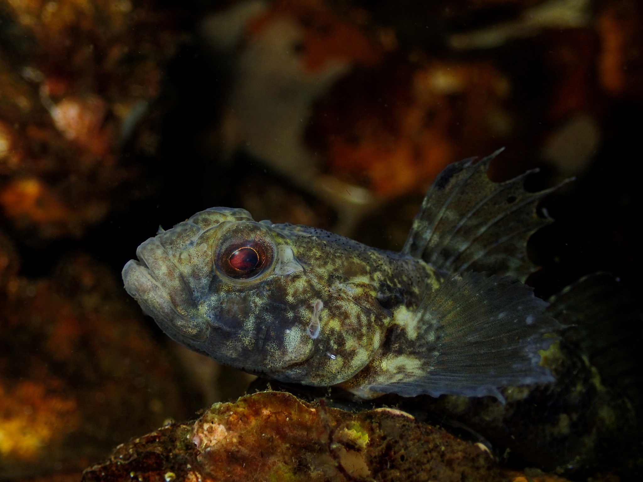 image of gobius niger \(black goby\)
