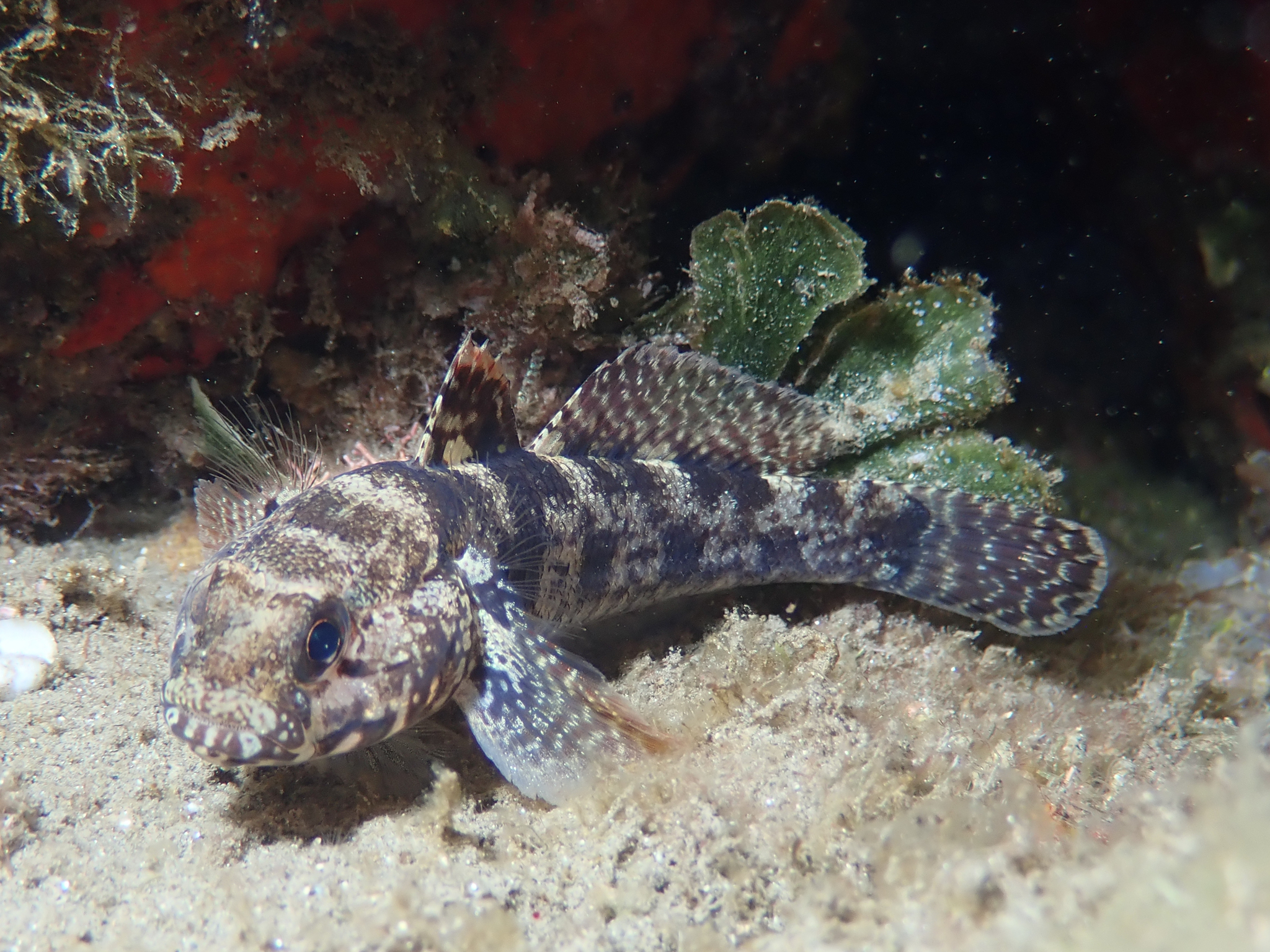 image of gobius paganellus \(rock goby\)