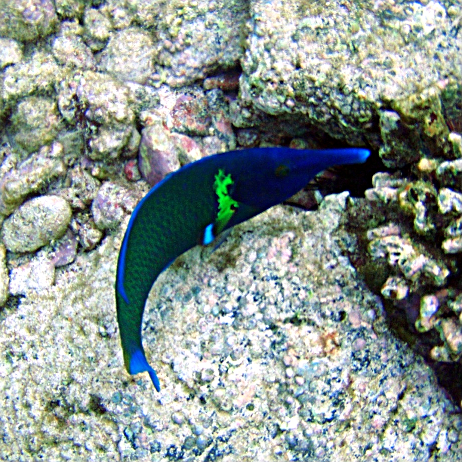 image of gomphosus varius \(bird wrasse\)