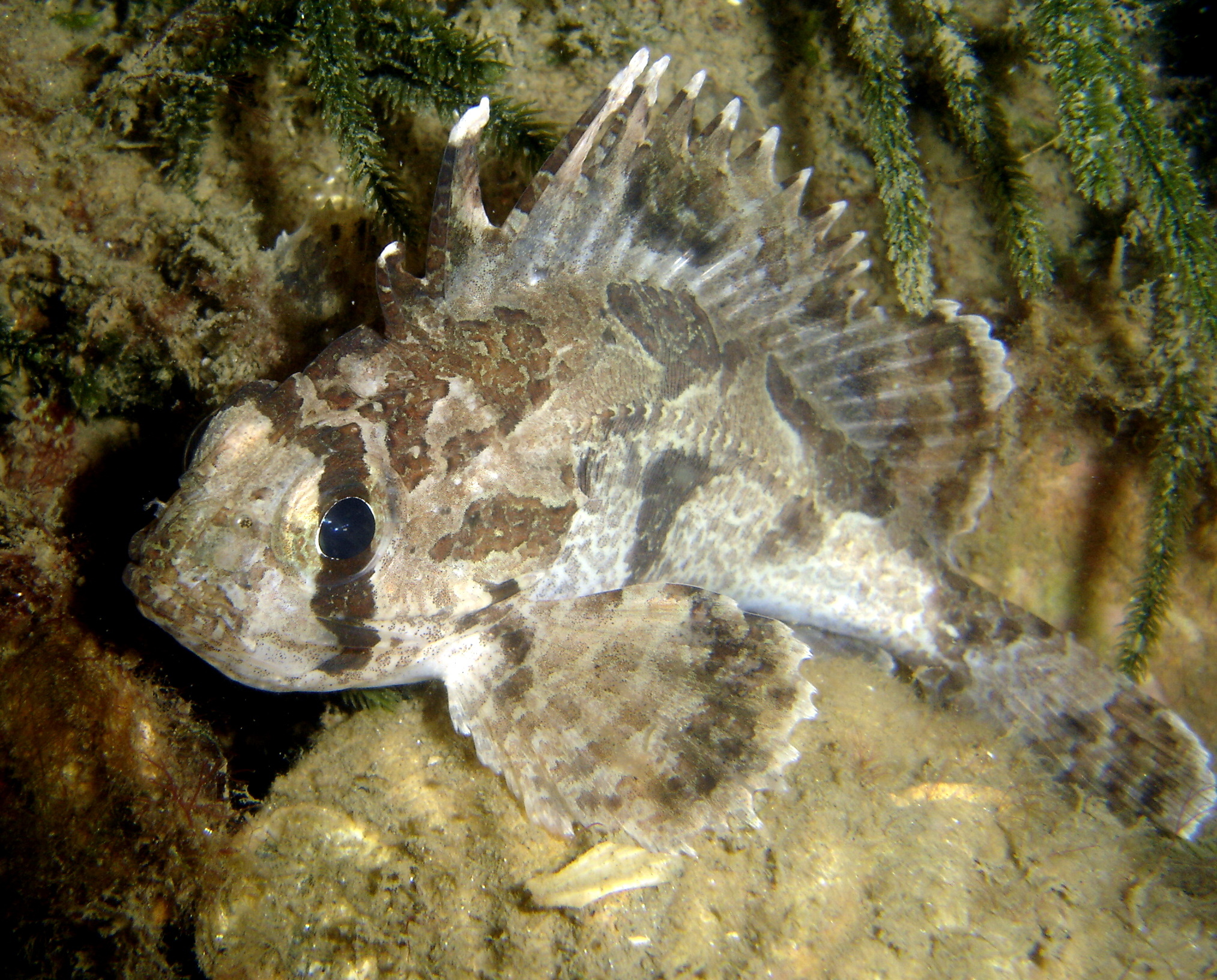 image of gymnapistes marmoratus \(soldier\)