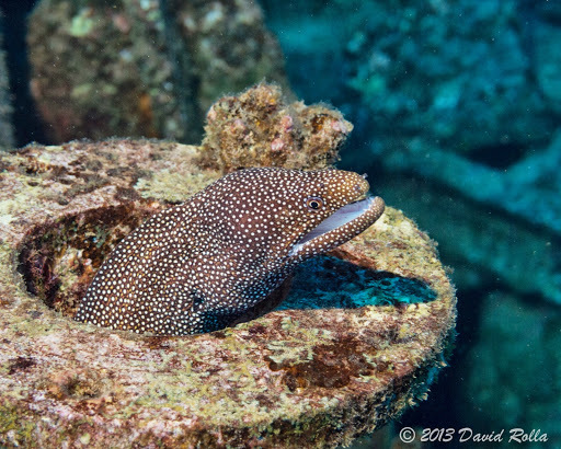 image of gymnothorax meleagris \(turkey moray\)