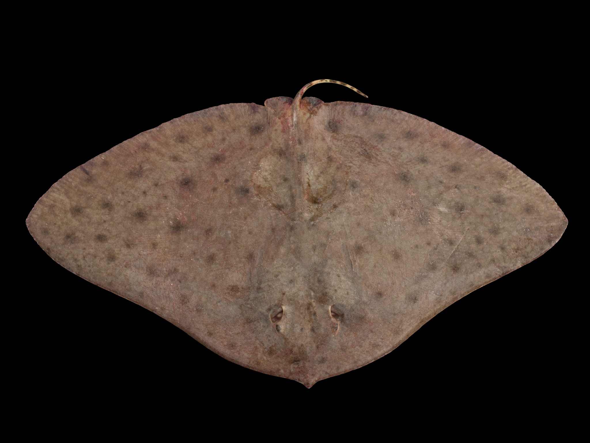 image of gymnura micrura \(smooth butterfly ray\)
