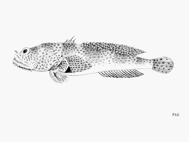 image of halobatrachus didactylus \(lusitanian toadfish\)