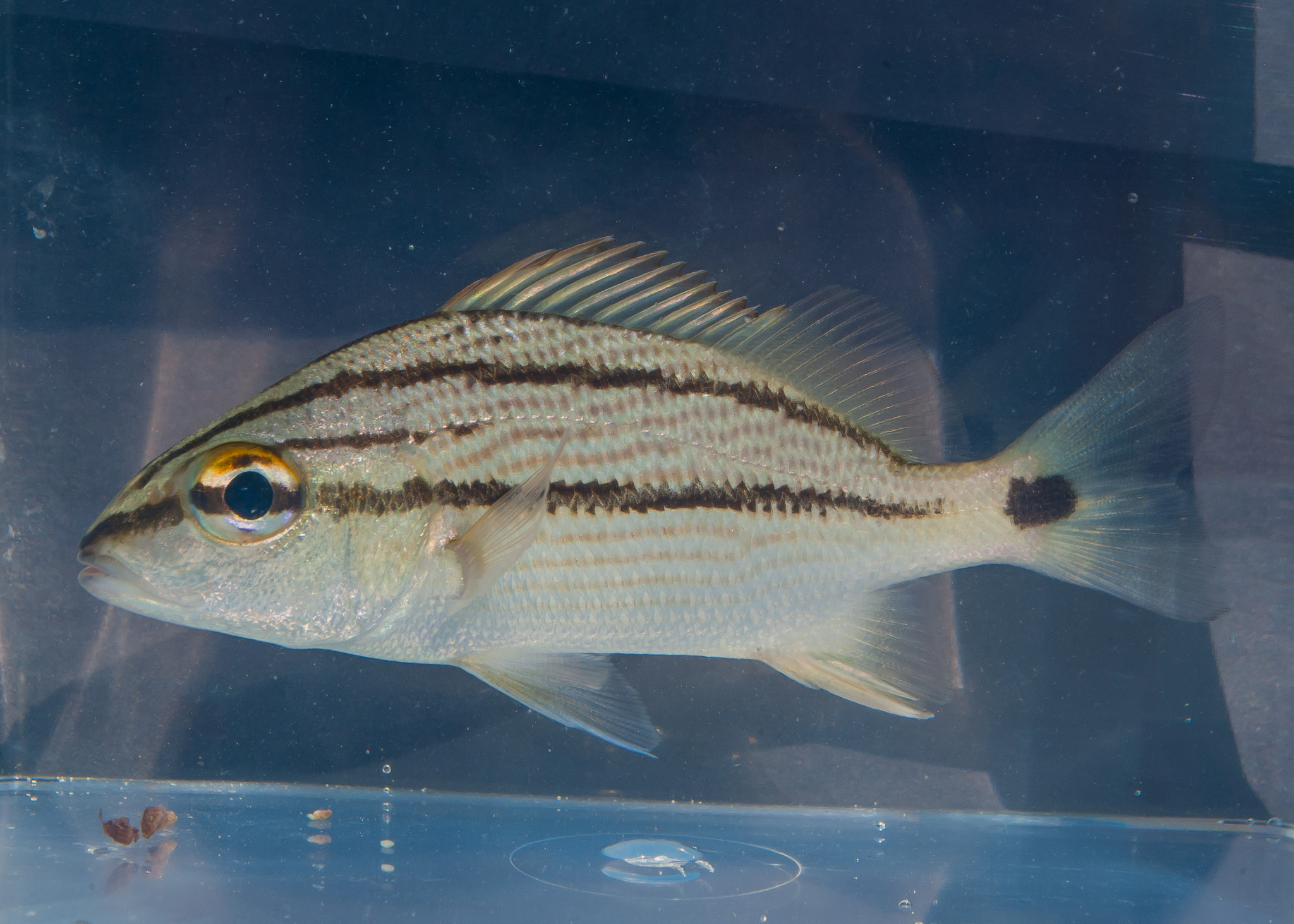 image of haemulon aurolineatum \(tomtate grunt\)