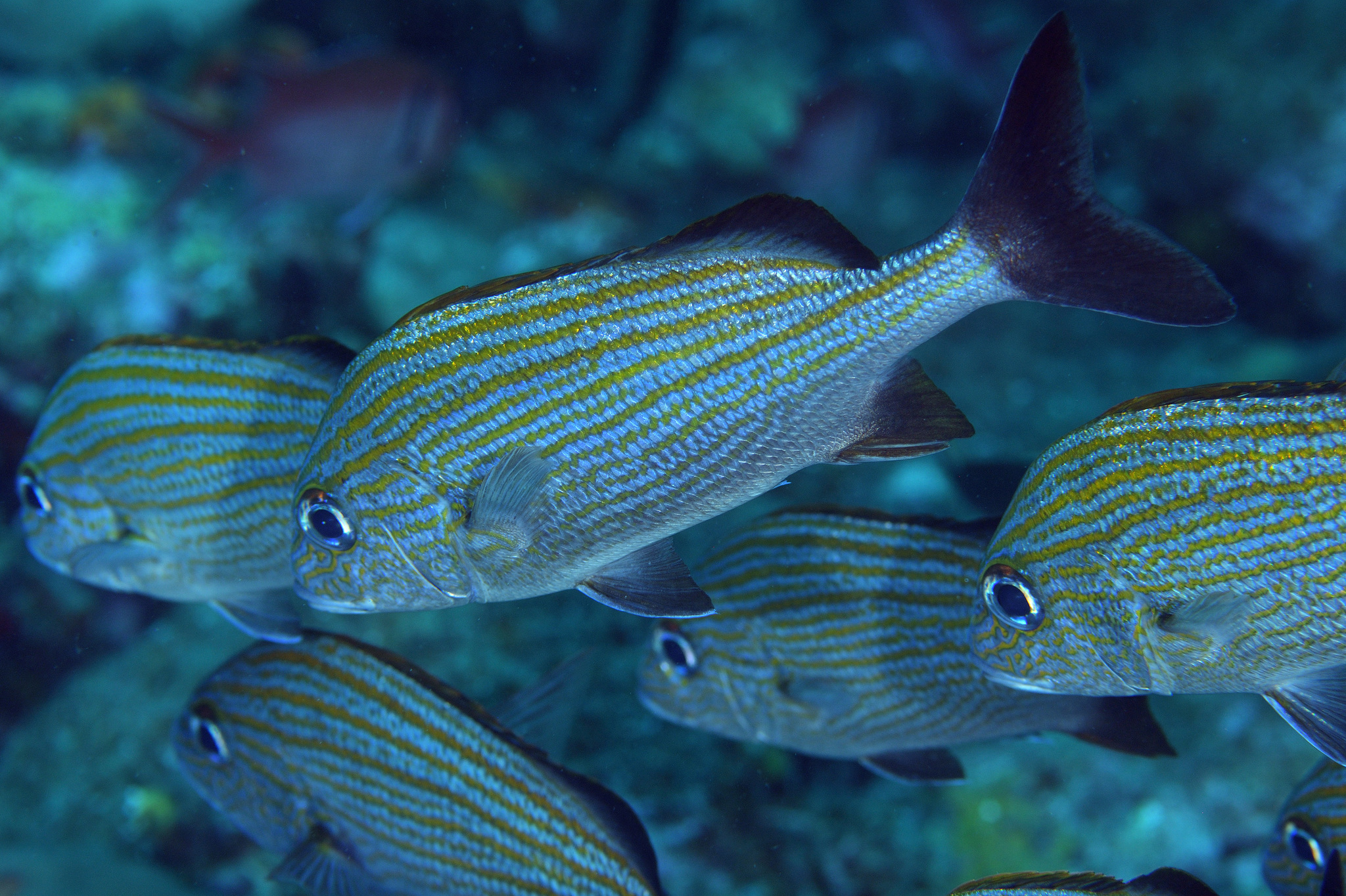 image of haemulon carbonarium \(caesar grunt\)