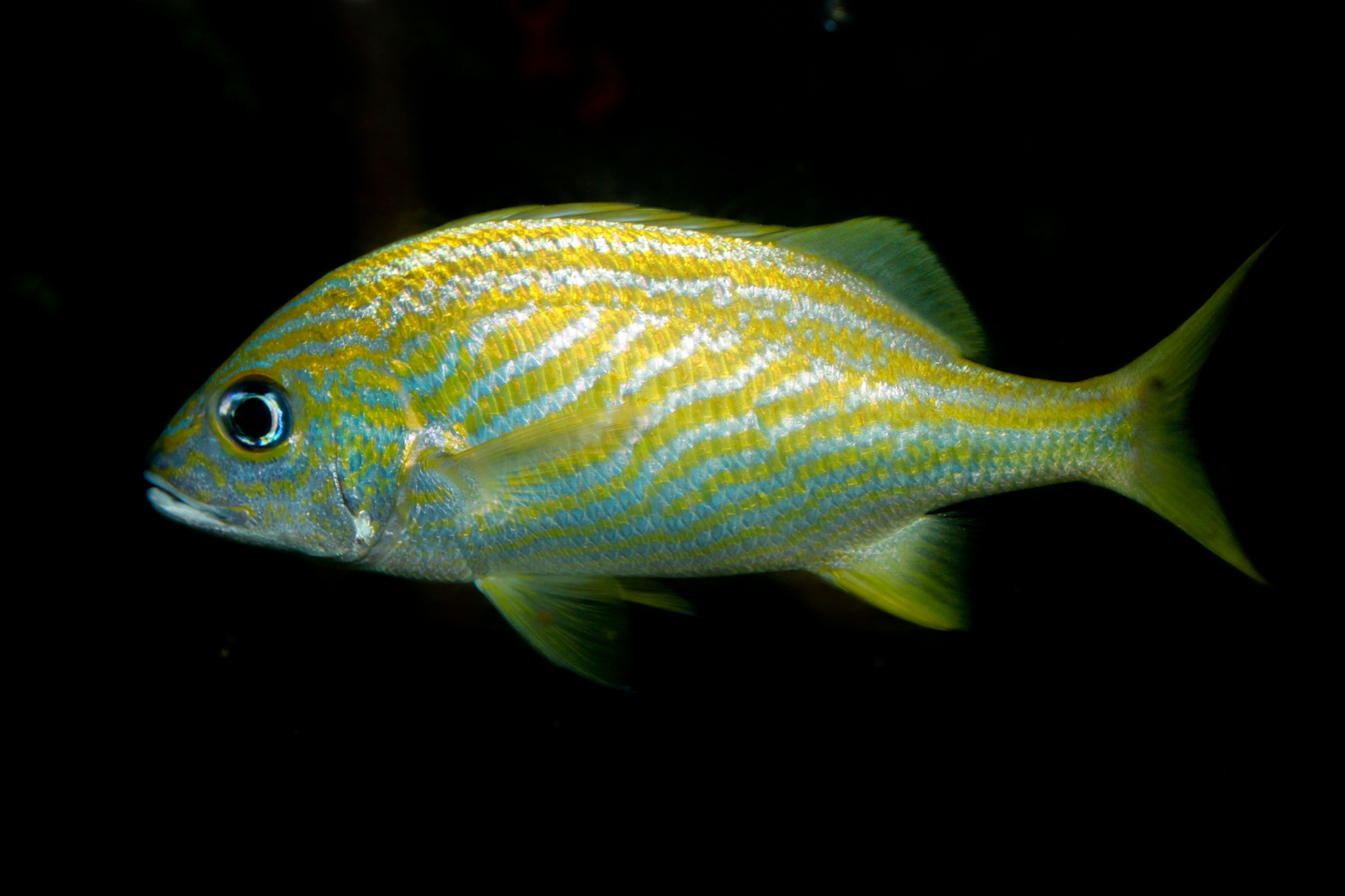 image of haemulon flavolineatum \(french grunt\)