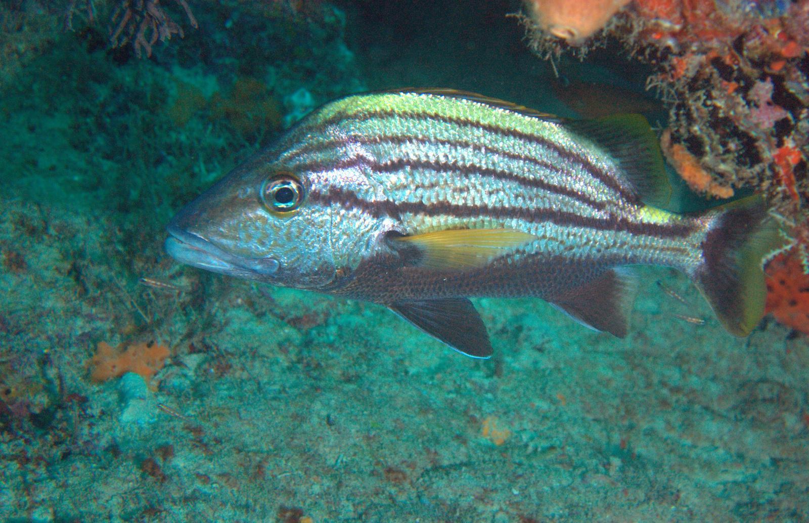 image of haemulon macrostomum \(spanish grunt\)