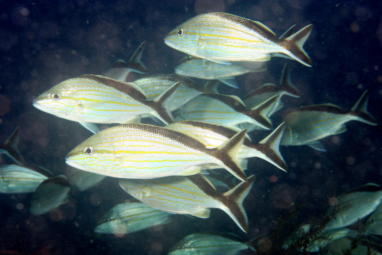 image of haemulon melanurum \(cottonwick grunt\)