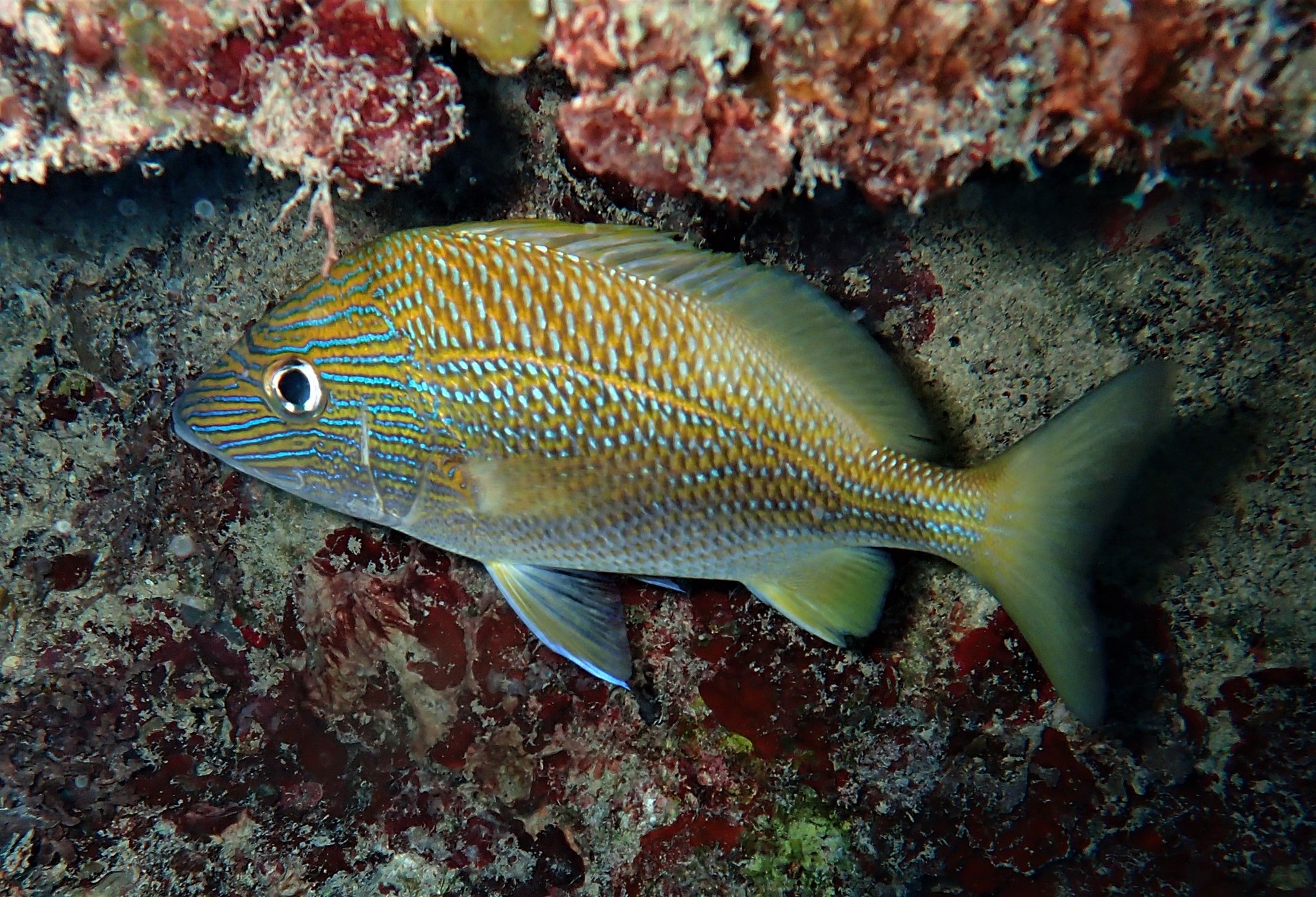 image of haemulon plumierii \(white grunt\)