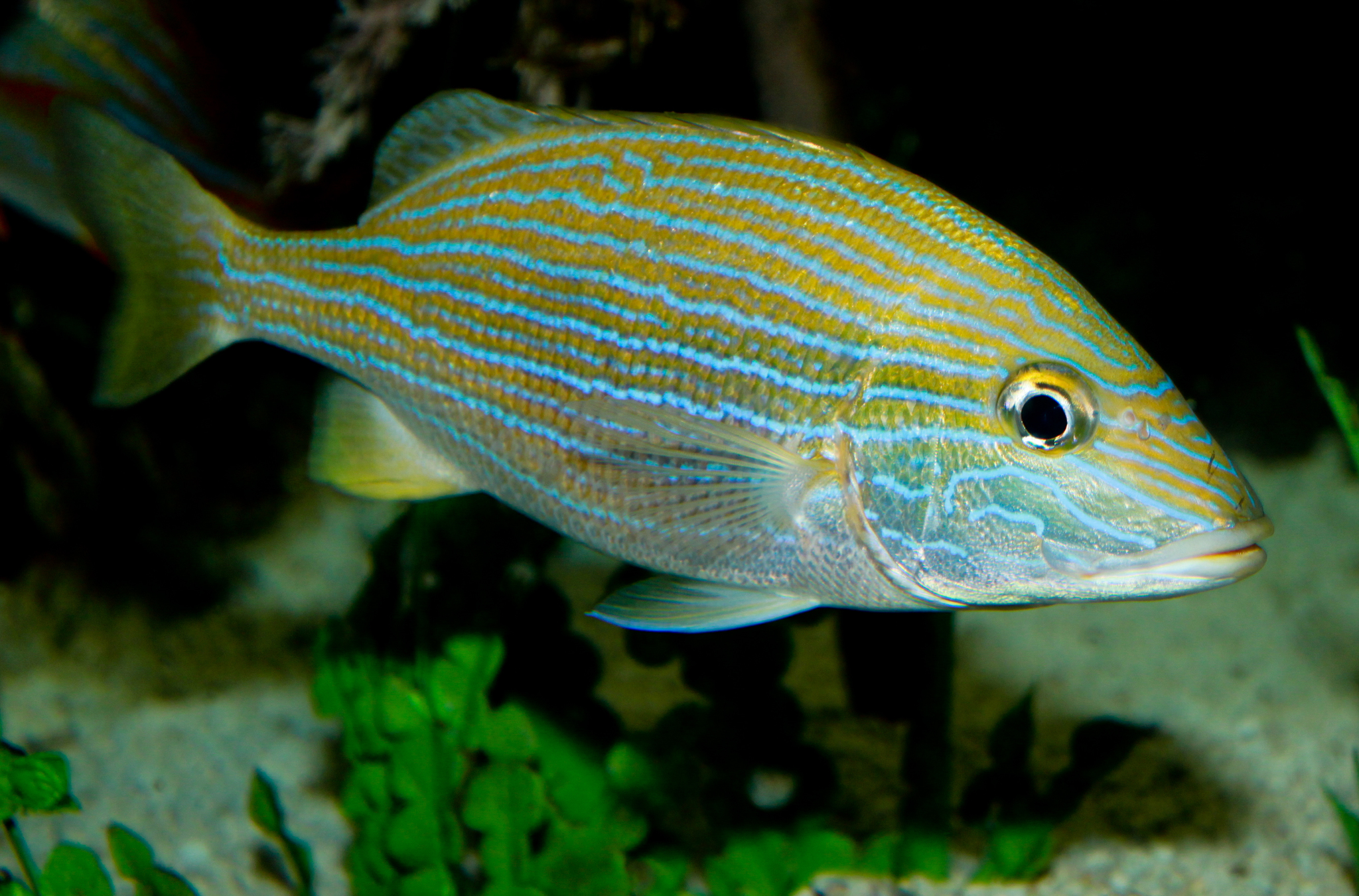 image of haemulon sciurus \(bluestriped grunt\)