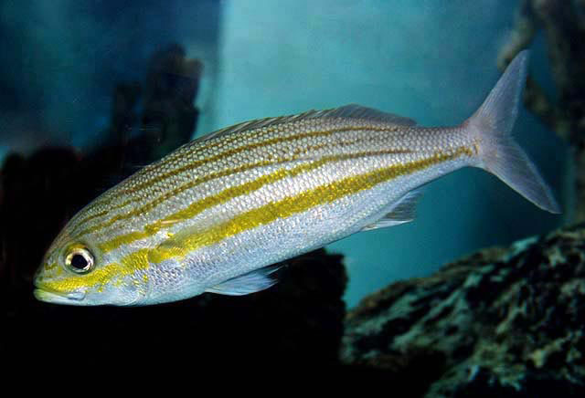 image of haemulon striatum \(striped grunt\)