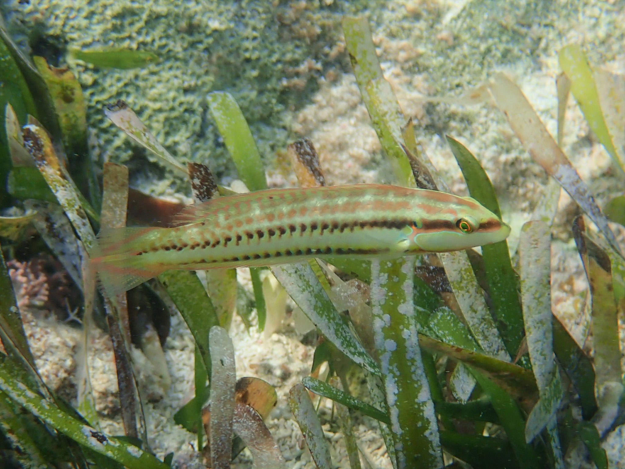 image of halichoeres bivittatus \(slippery dick\)