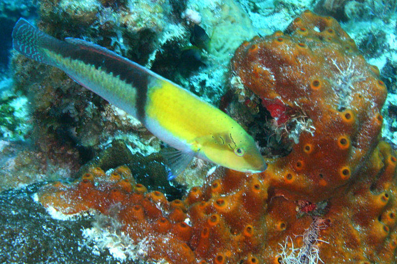 image of halichoeres garnoti \(yellowhead wrasse\)