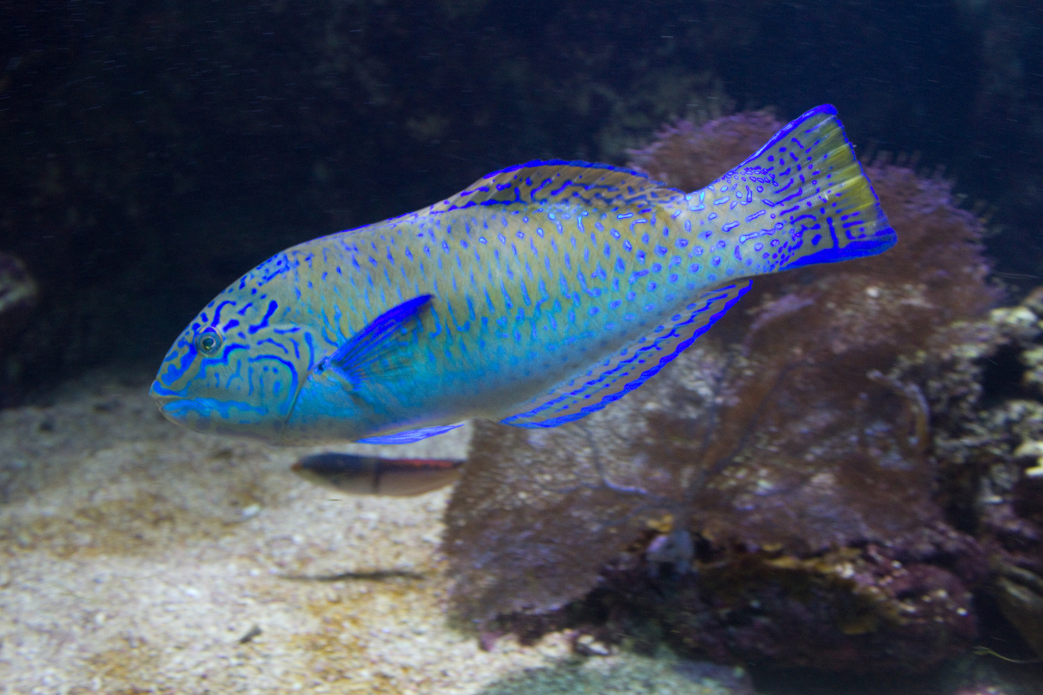 image of halichoeres radiatus \(puddingwife wrasse\)