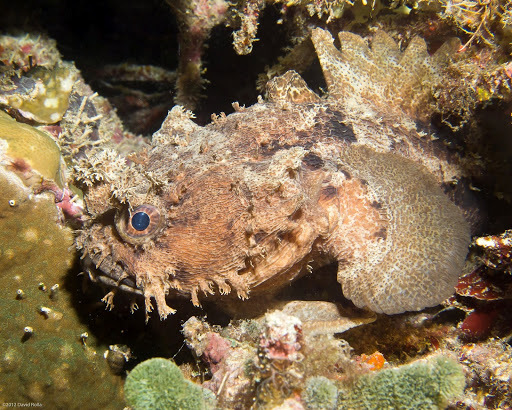 image of halophryne diemensis \(banded frogfish\)