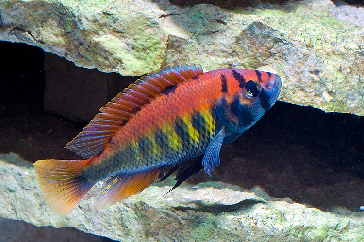 image of haplochromis nyererei
