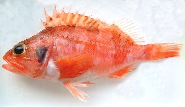image of helicolenus dactylopterus \(blackbelly rosefish\)