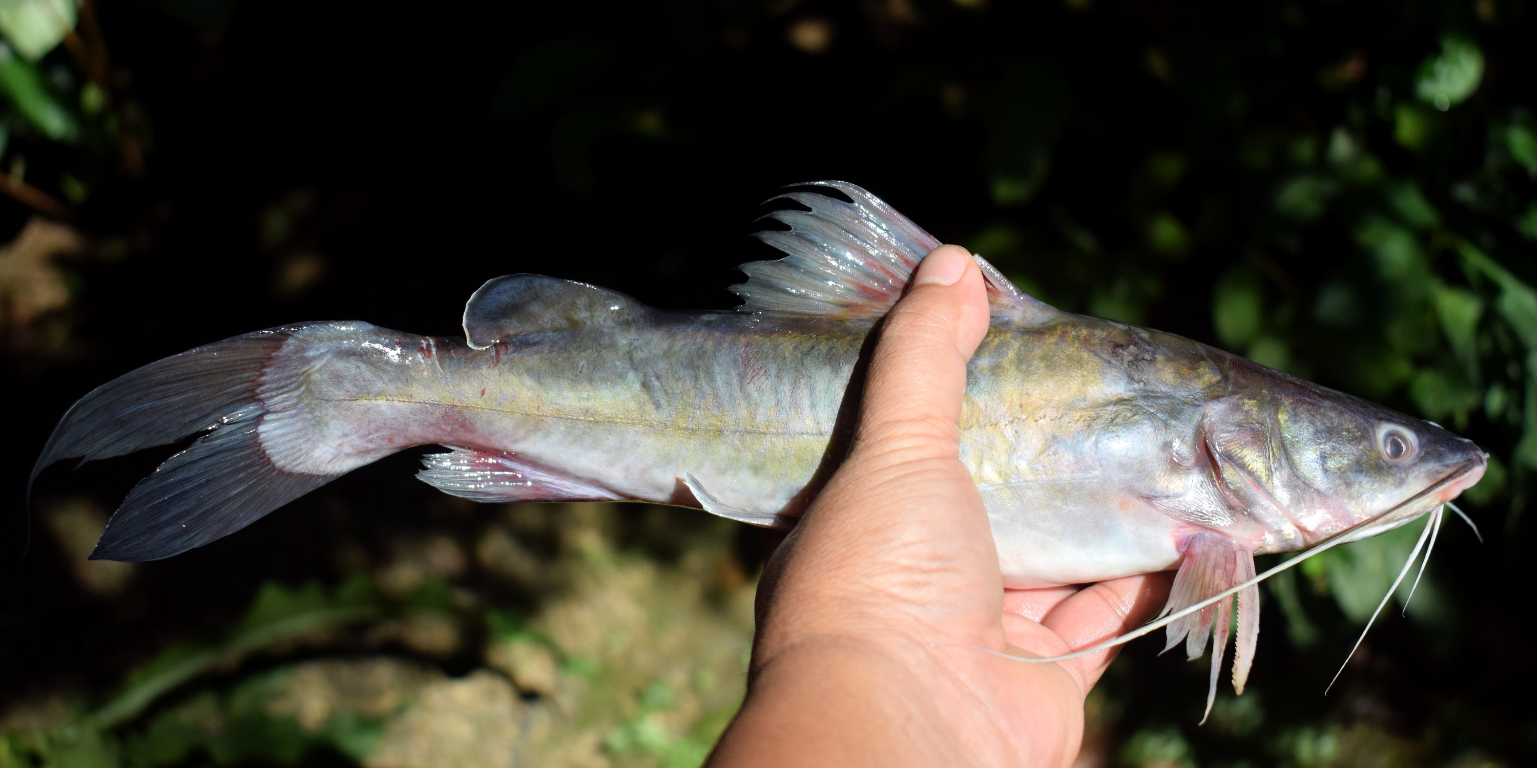 image of hemibagrus nemurus \(asian redtail catfish\)