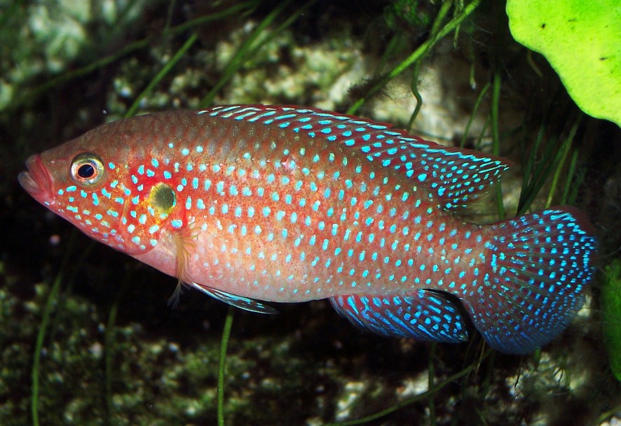 image of hemichromis bimaculatus \(jewelfish\)
