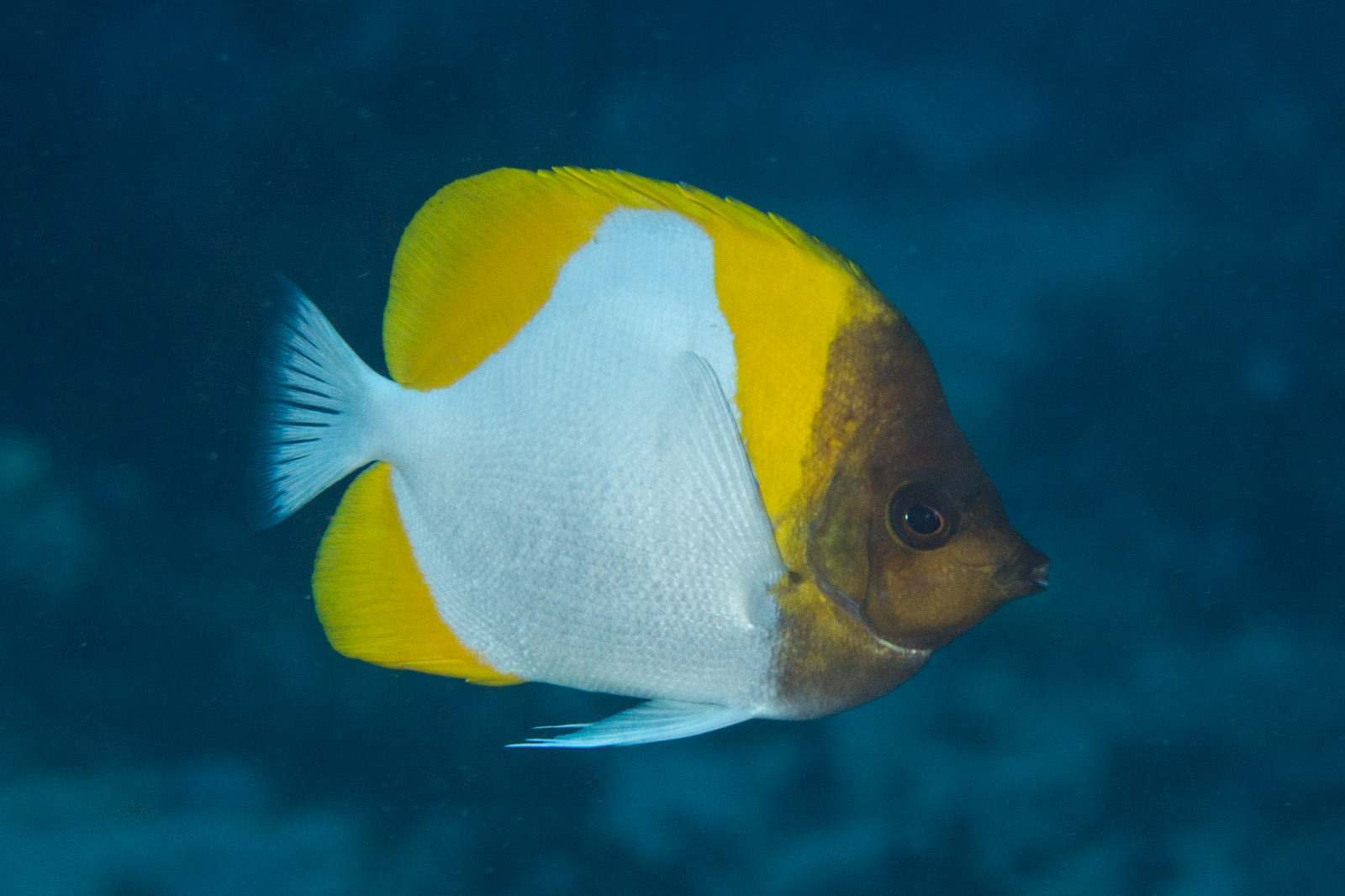image of hemitaurichthys polylepis \(pyramid butterflyfish\)