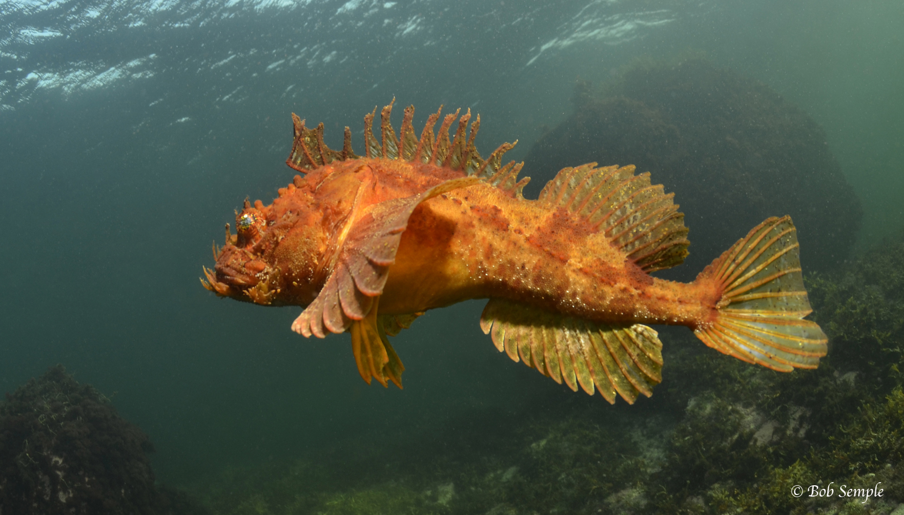 image of hemitripterus americanus \(sea raven\)