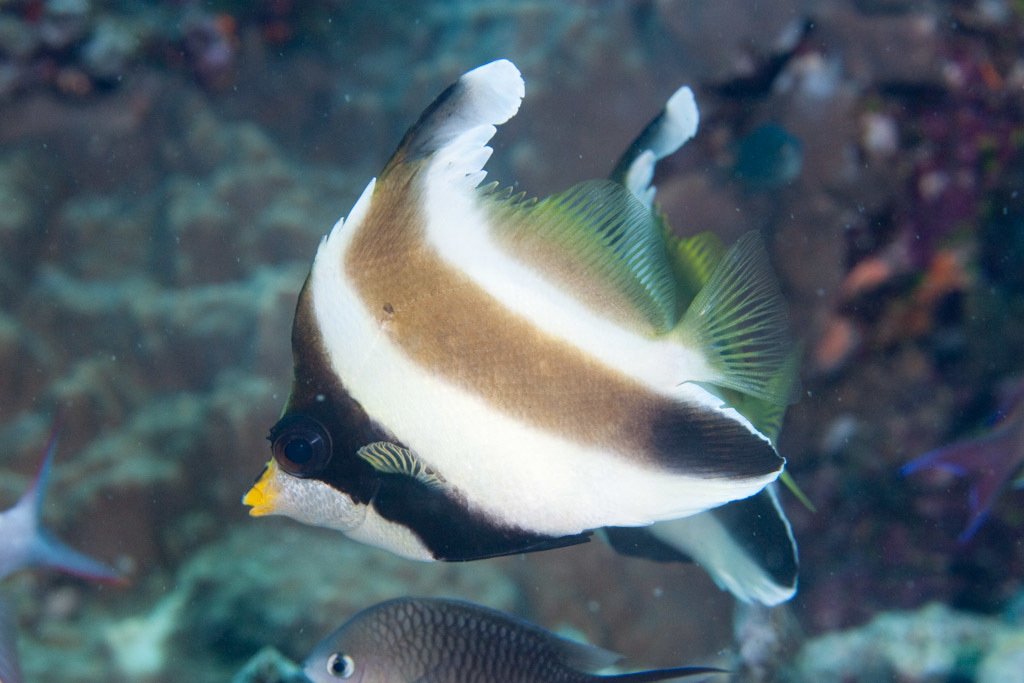 image of heniochus chrysostomus \(threeband pennantfish\)