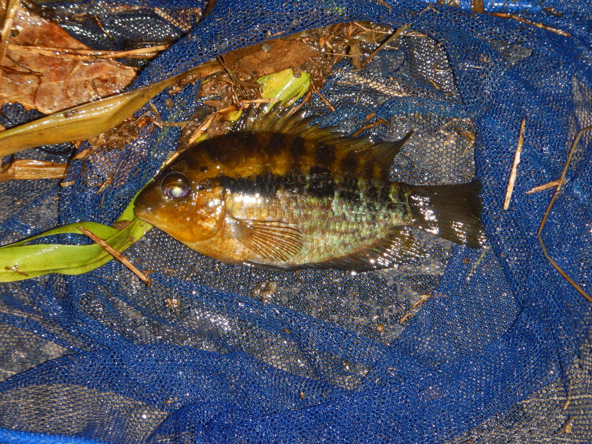 image of herotilapia multispinosa \(rainbow cichlid\)