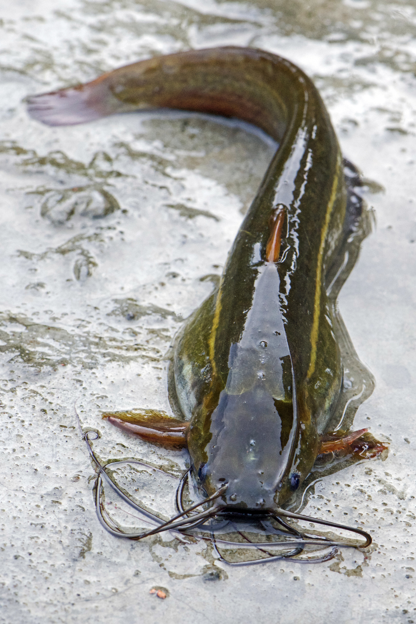 image of heteropneustes fossilis \(stinging catfish\)