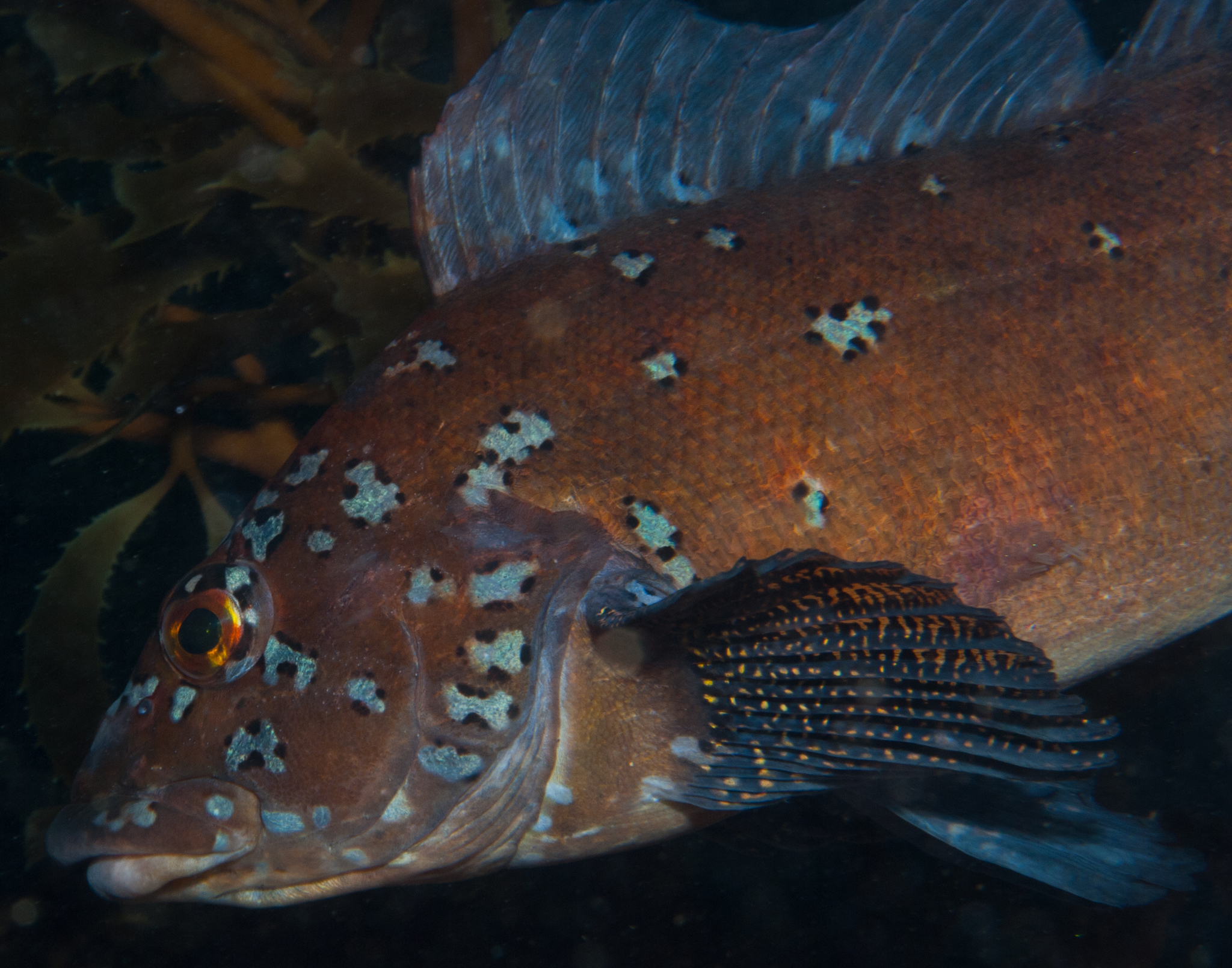 image of hexagrammos decagrammus \(kelp greenling\)