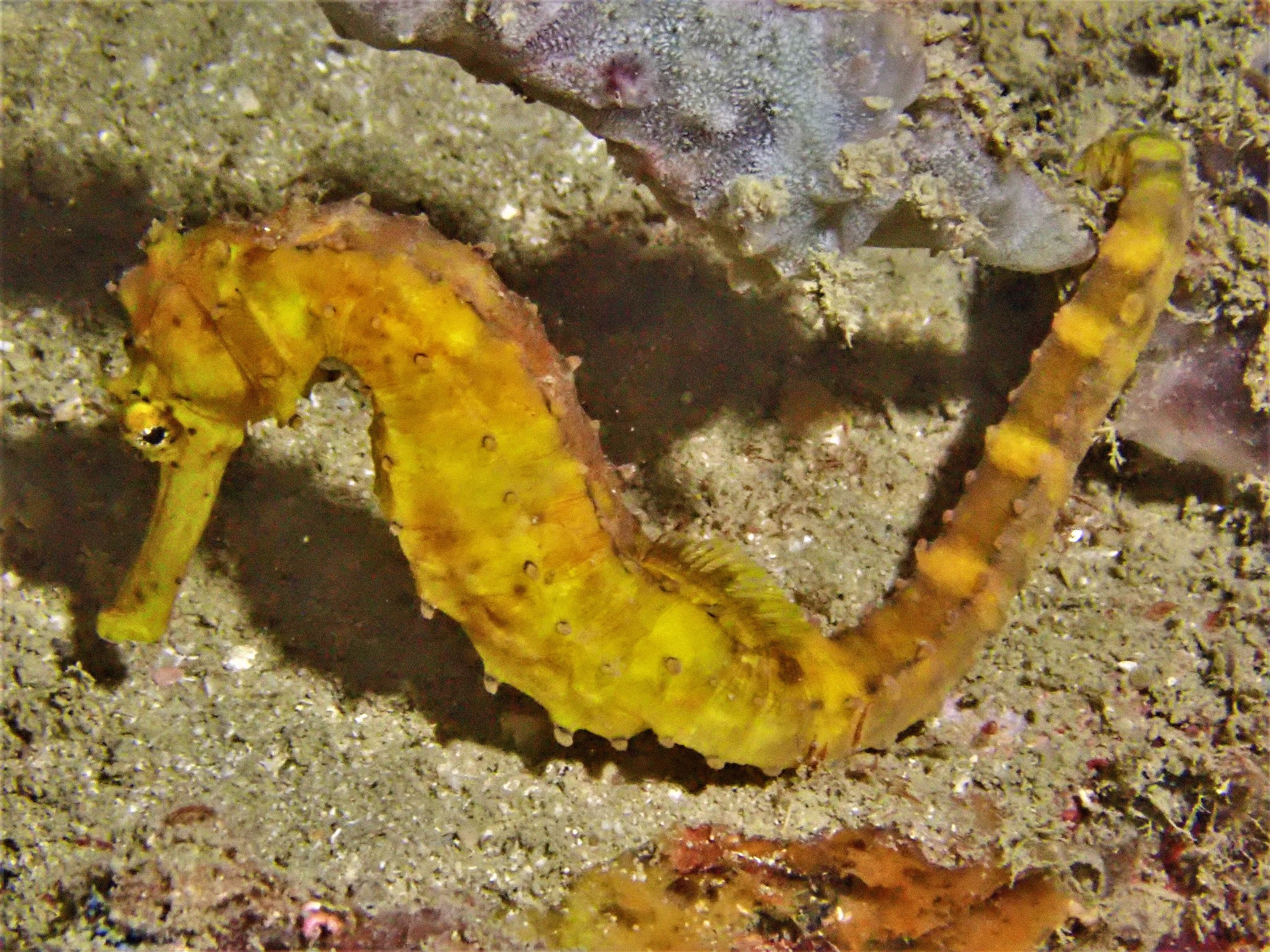 image of hippocampus comes \(tiger tail seahorse\)