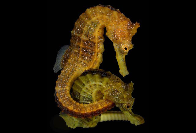 image of hippocampus erectus \(lined seahorse\)